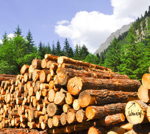 Holzinvestment Bäume